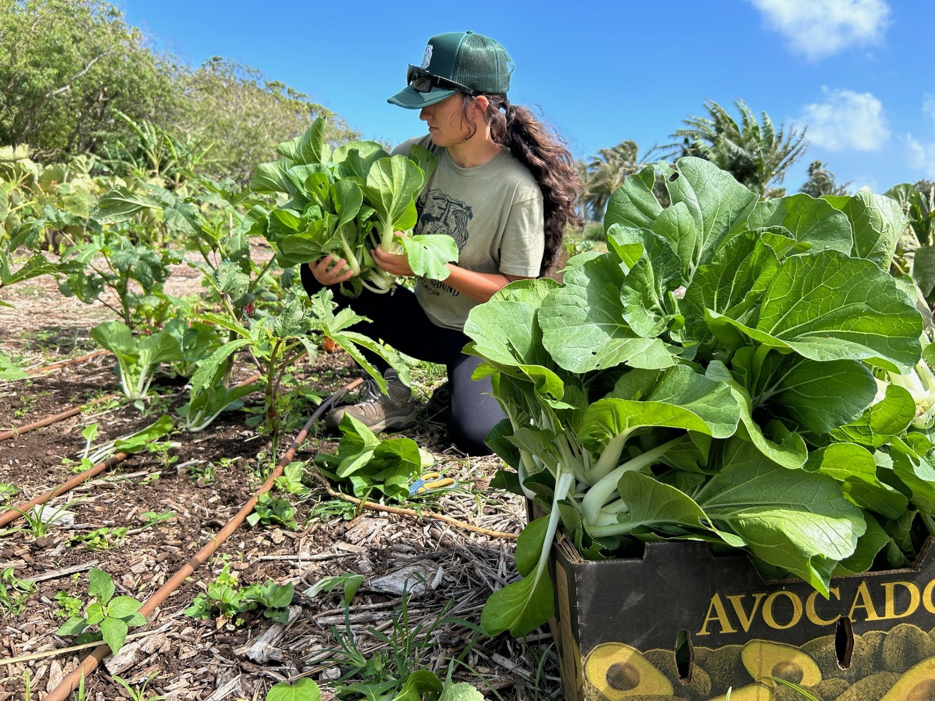 Makana Yepis, Common Ground Collective Staff, harvests healthy produce like bok choy to increase access to nutritious food for our community. 