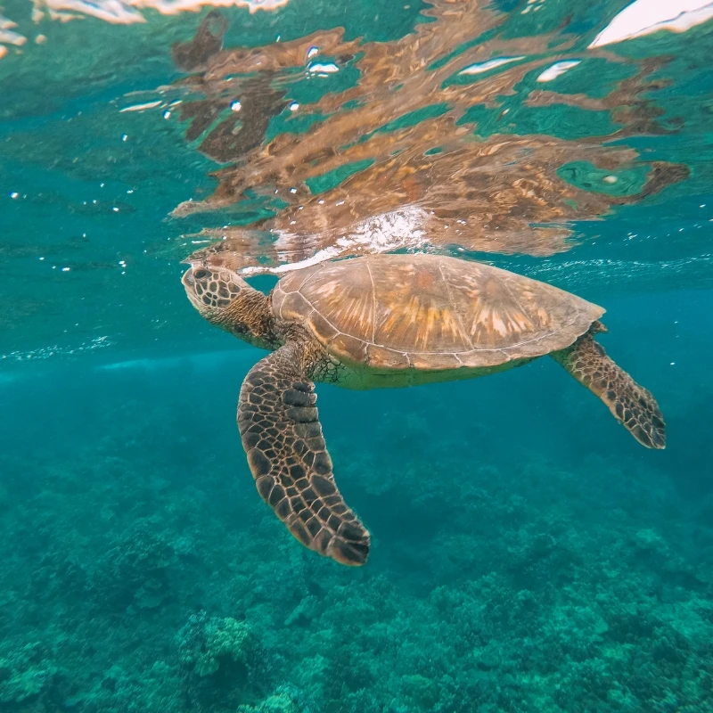 Honu turtle breaking the surface of the water
