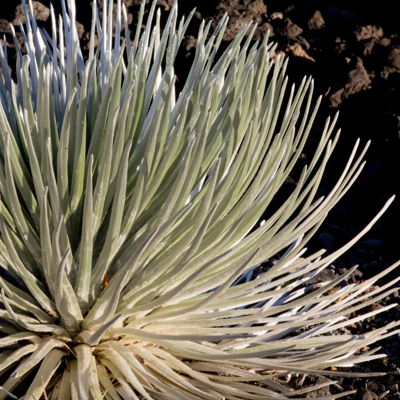 Silversword plant Silversword plant