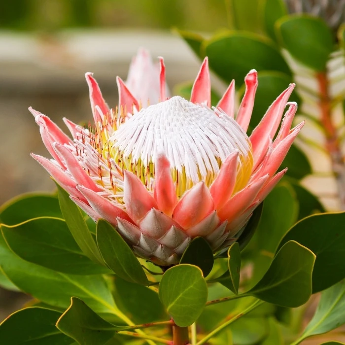 Headshot Close up of a King Protea