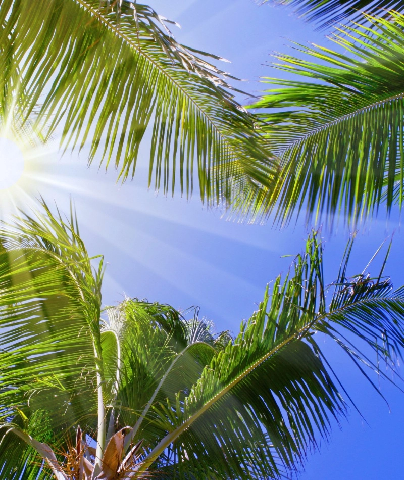 Looking up at palm trees with sun coming through