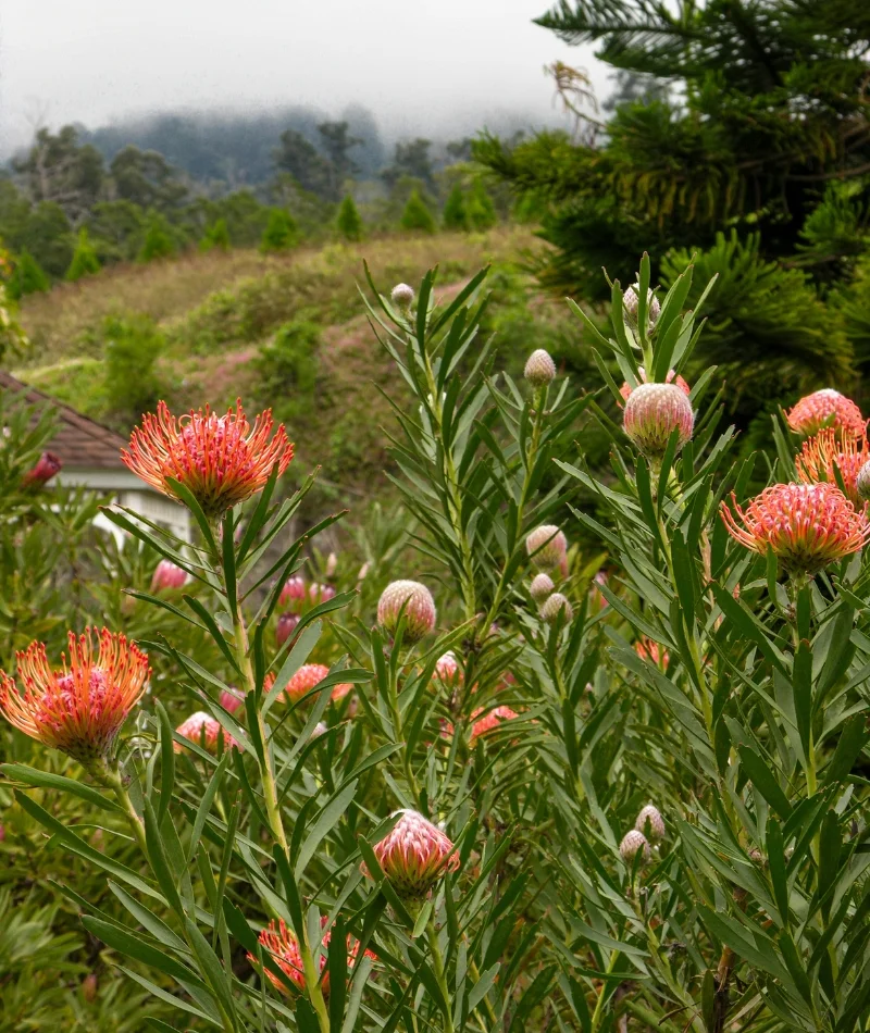 Protea blooms