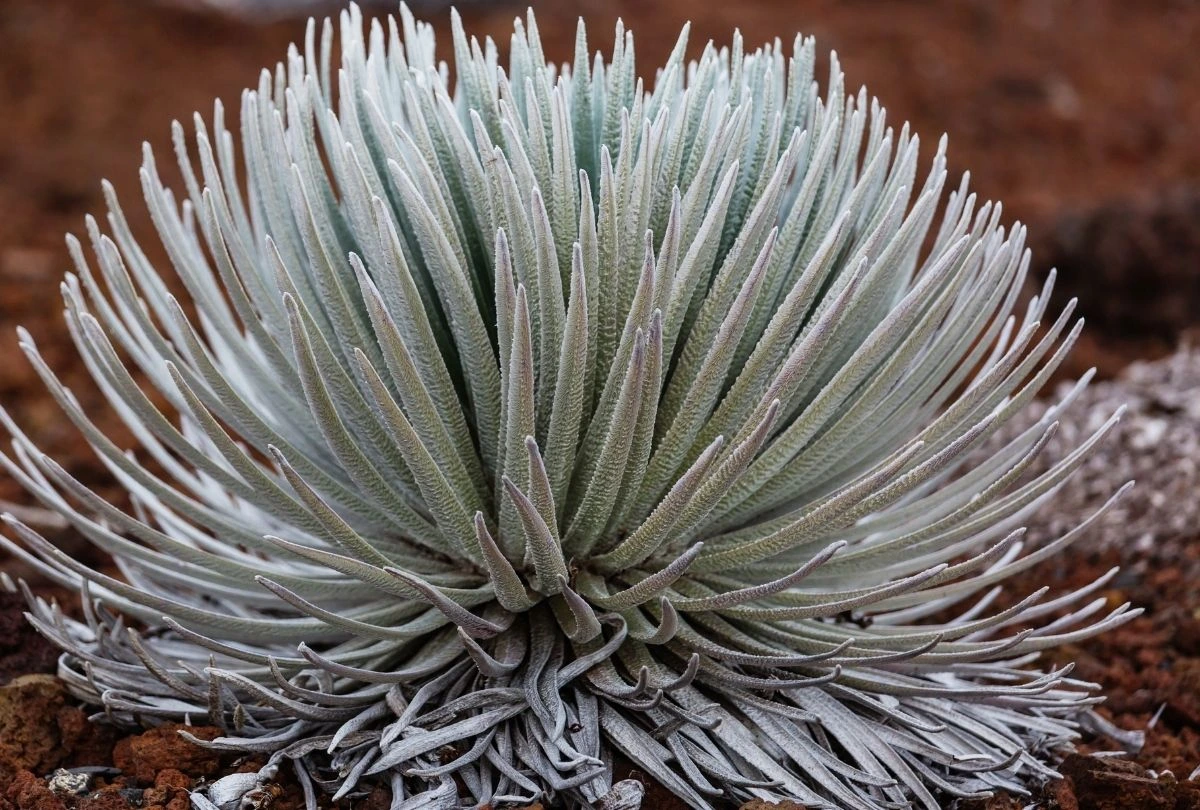 Silversword plant at Haleakala